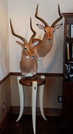 Tusk Pedestal with Mount